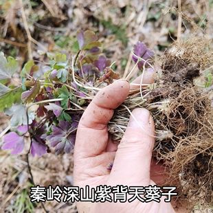 秦岭深山紫背天葵根天葵草千年老鼠屎金耗子屎天葵子500g包邮无硫