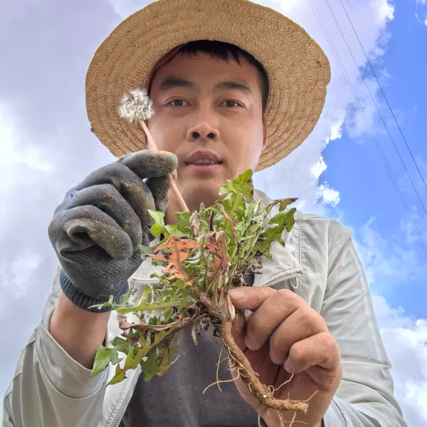 秦岭深山蒲公英根干货整颗带叶子500g包邮蒲公英茶婆婆丁纯根无硫
