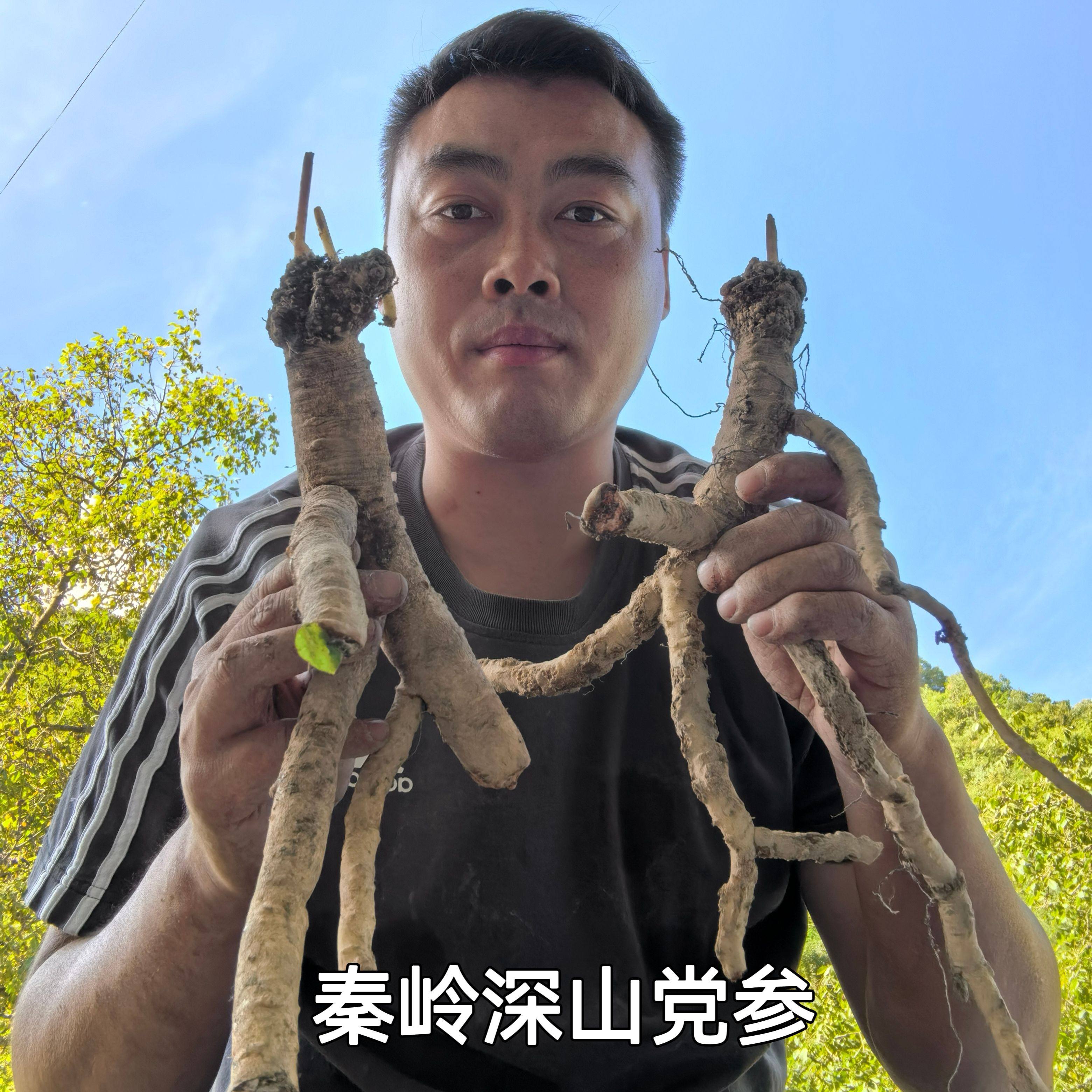 正宗秦岭新鲜八仙川党参整根整条食用煲汤500g包邮泡水非山西岷党