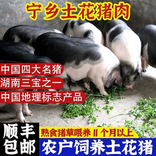 宁乡花猪前腿肉五花肉猪排骨筒子骨梅花肉猪脚农家散养顺丰包邮