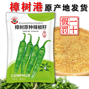 正宗樟树港辣椒种子原产地湖南湘阴樟树镇发货 无改良  发芽率高