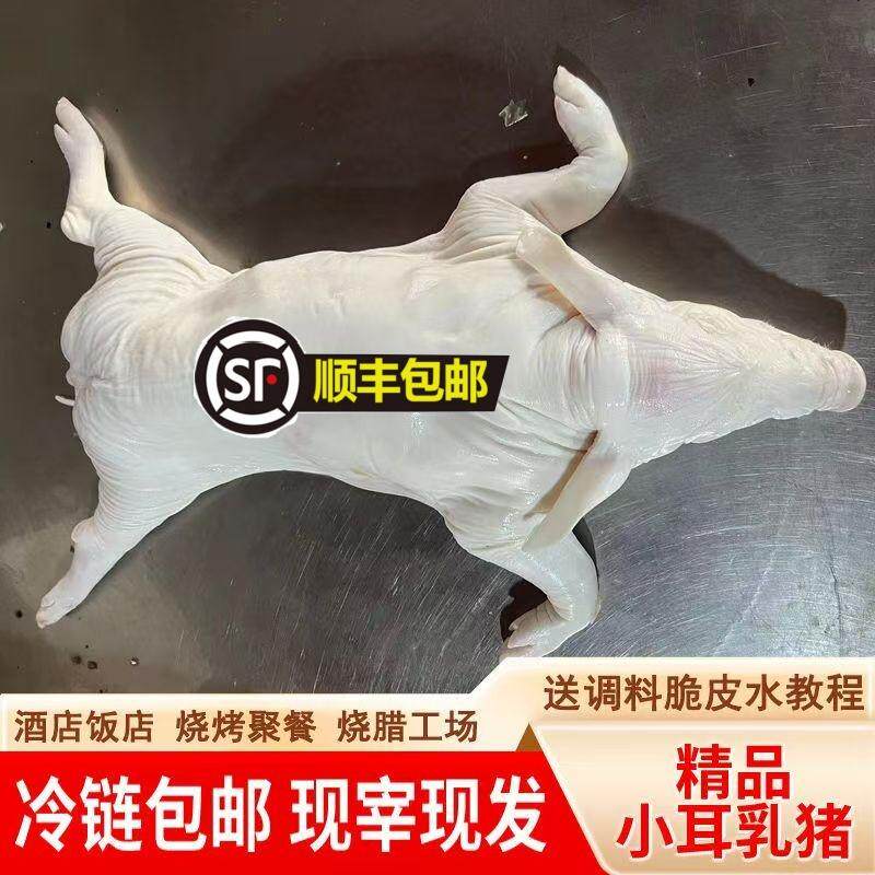 现杀烤乳猪整只新鲜脆皮冷冻小耳猪烧烤2-38斤酒店一手货源乳猪