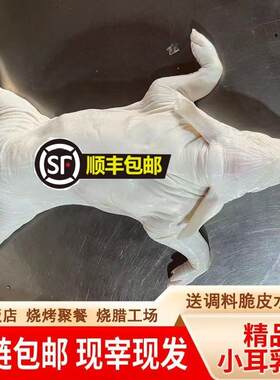 现杀烤乳猪整只新鲜脆皮冷冻小耳猪烧烤2-38斤酒店一手货源乳猪