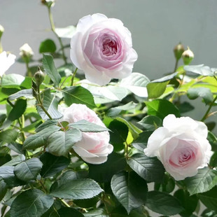 “克里斯蒂娜公爵夫人/尘世天使Earth Angel”包子花型月季强果香