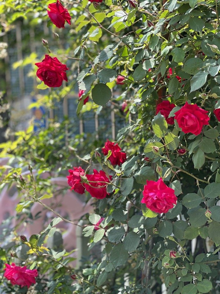 正品“藤蔓玫”中国古老月季可食用大花浓香四季蔓玫门廊围墙蔷薇,鲜花速递/花卉仿真/绿植园艺,月季/蔷薇/玫瑰,淘宝优惠券,粉丝福利购,淘宝优惠卷