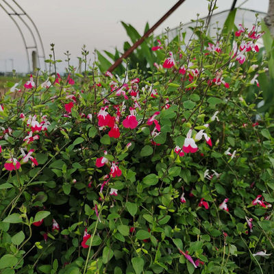 发散香草庭院芳香植物四季鼠尾草