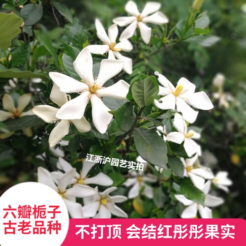 黄栀子树质量怎么样 黄栀子树口碑怎么样 小麦优选