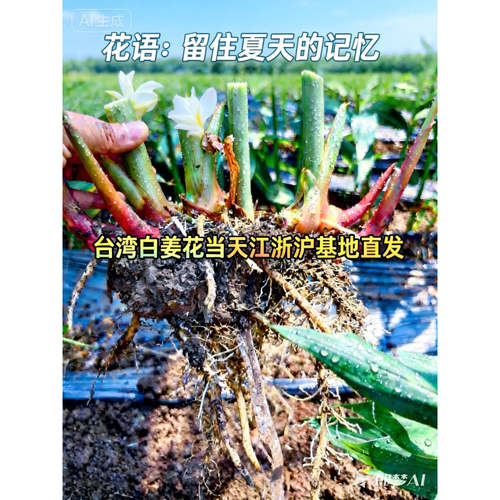 耐荫室内好养懒人植物净化空气