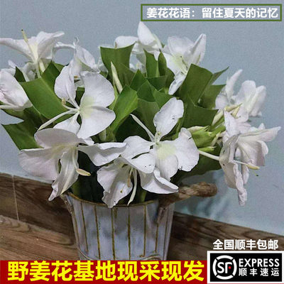 台湾野姜花浓香切花办公室商务