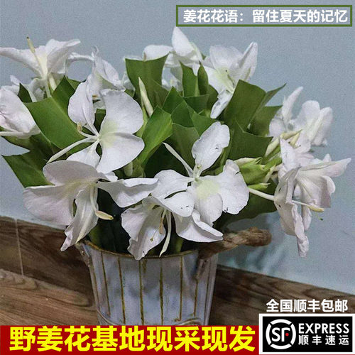 台湾野姜花浓香切花办公室商务