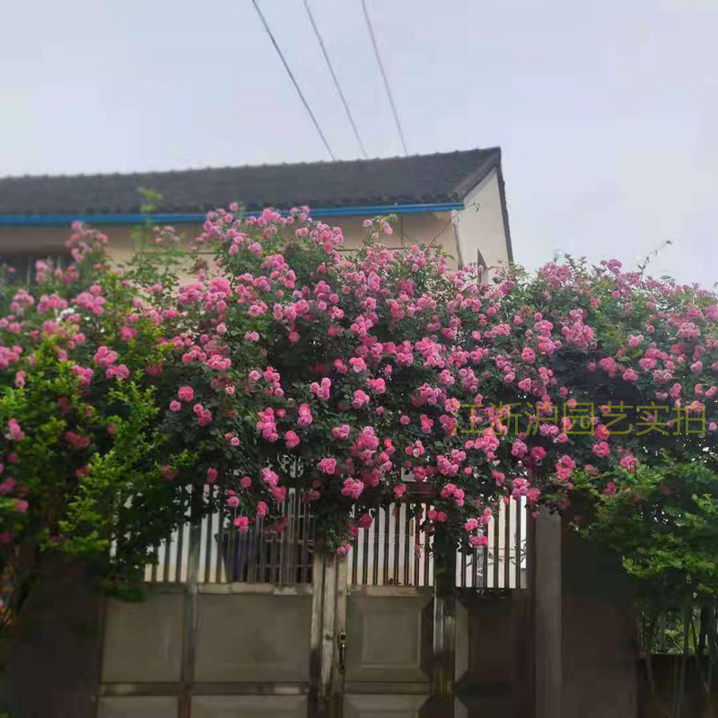 十姐妹裸根苗大促十姐妹蔷薇花苗大型藤本玫瑰门廊栅栏围墙爬藤