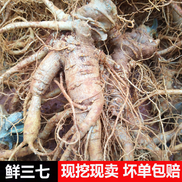 云南文山4年生三七新鲜三七现挖活田七泡酒头500克g正品包邮