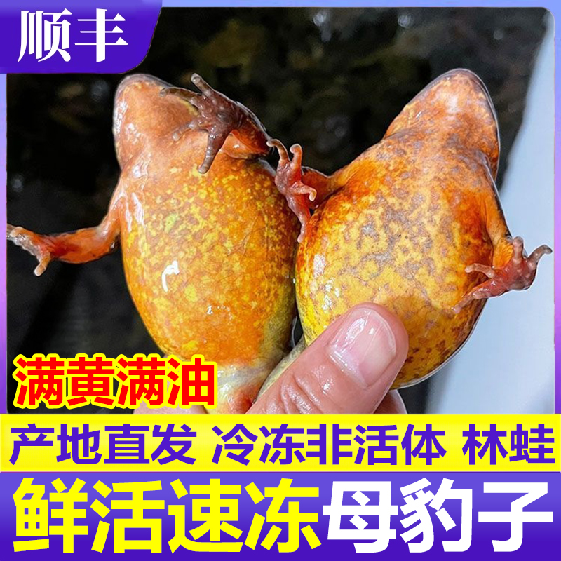 东北林蛙鲜活速冻母豹子满籽母蛤蟆母林蛙东北特大林蛙雪蛤非活体