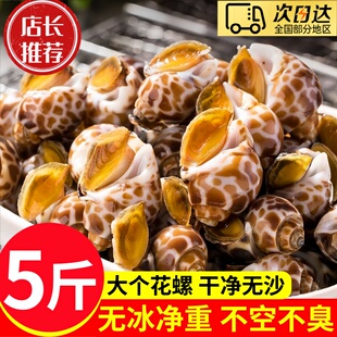 花螺鲜活新鲜海螺特大号海鲜水产鲜活鲜冻冷冻东风螺特大花螺贝类