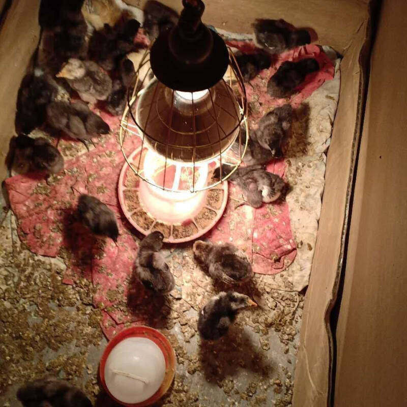 麦桑荷保温灯泡养殖场专用取暖灯仔猪兽用小鸡加热灯鸡鸭鹅养鸡场