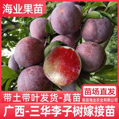 三华李子树苗正宗嫁接钱排银妃红肉早熟三月李苗带土南方种植庭院