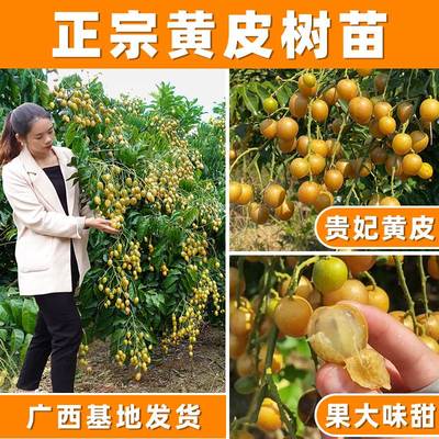 黄皮果苗大鸡心无核嫁接甜水果树苗阳台盆栽南方种植广西庭院地栽