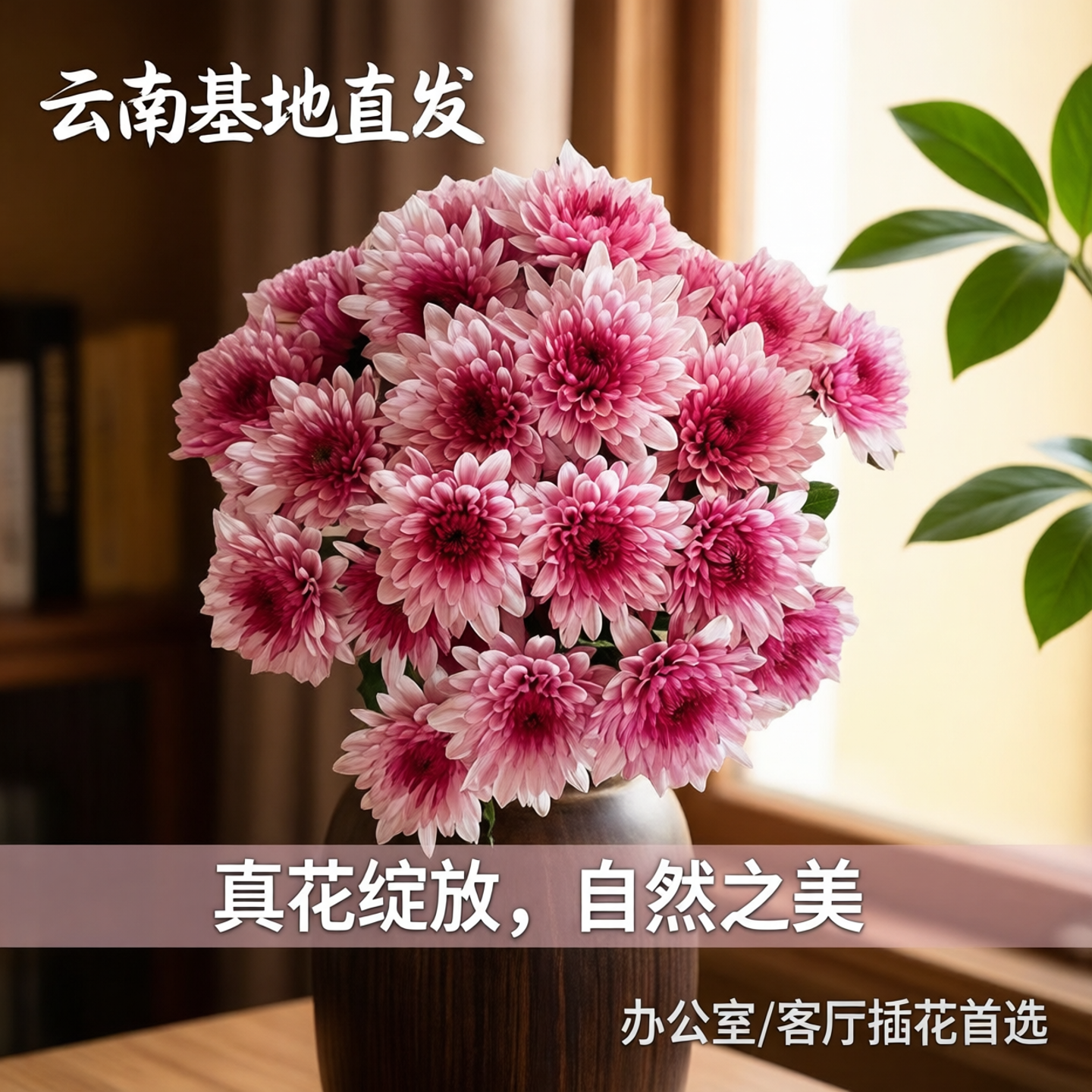 小雏菊鲜花小菊花鲜切花混搭花束真花客厅办公室插花云南基地直发