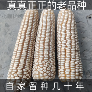 60年代老品种白马牙玉米老式传统笨玉米棒子农家自留家用