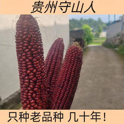 70年代红玉米粒老品种农家自产贵州特产传统自留苞谷粒粗粮杂粮