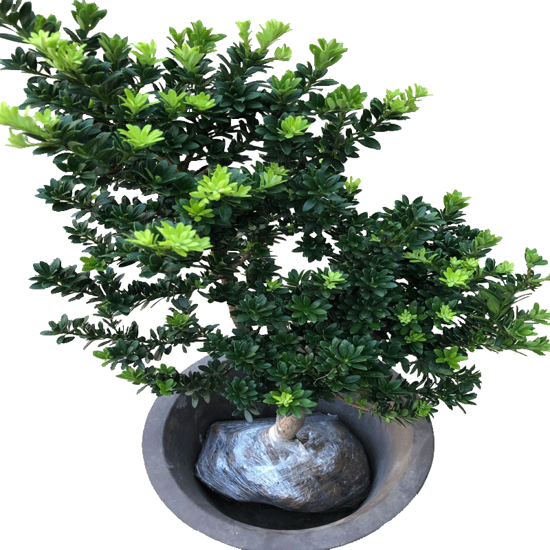 米叶罗汉松树苗素材模板 米叶罗汉松树苗图片下载 小麦优选 米叶罗汉松树苗素材模板 米叶罗汉松树苗图片下载 小麦优选