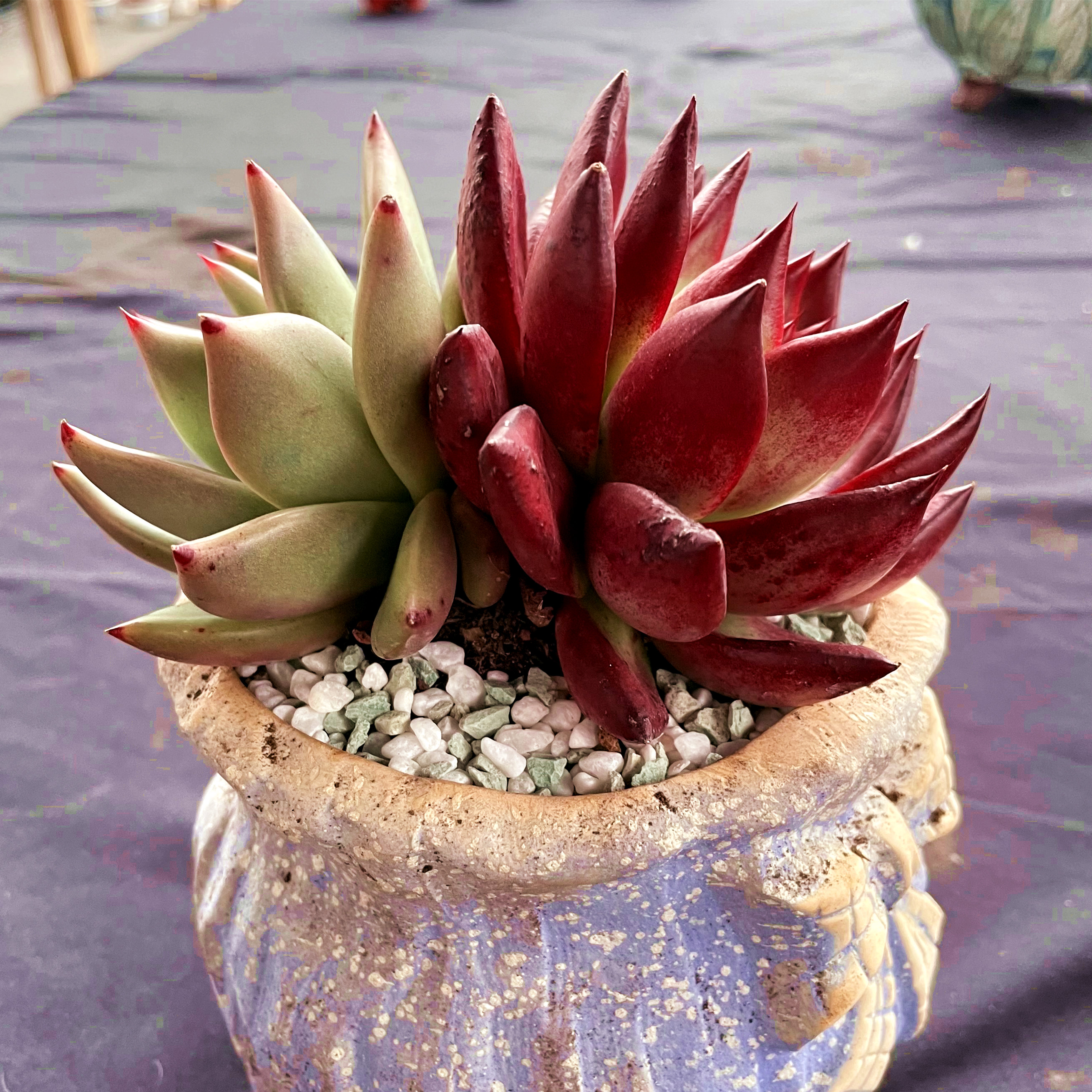 墨墨园艺 多肉植物罗宾 阴阳罗宾精控露养肉肉大颗稀有品种办公室