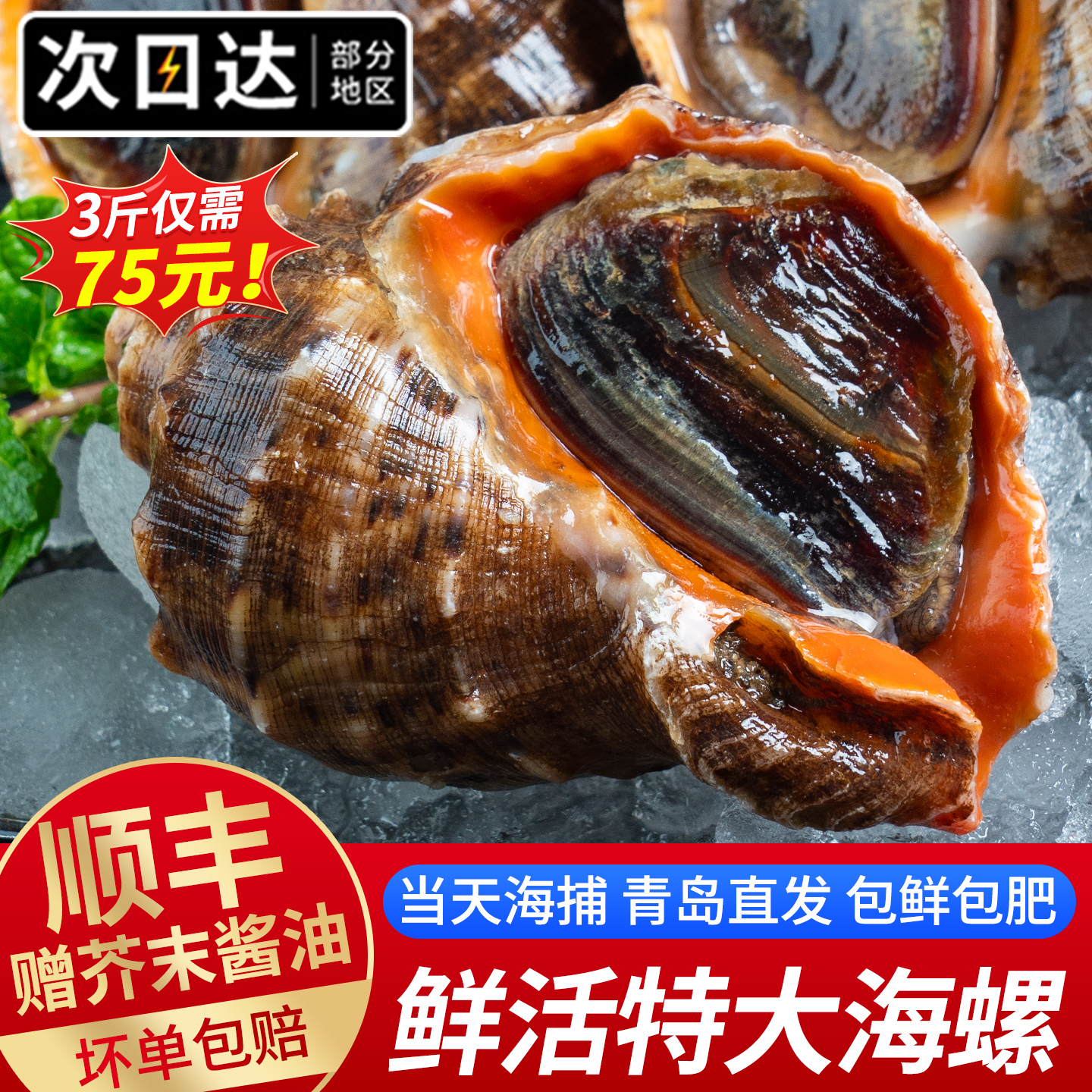 青岛直发大海螺鲜活3斤75！