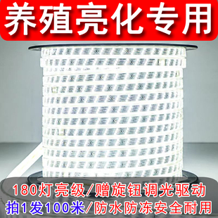 养殖场鸡舍专用led灯带可调亮度调光白光暖光照明防水户外灯条