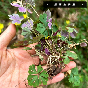 温州雁荡山正宗野生天葵子紫背天葵根天然无硫千年老鼠屎精选干货