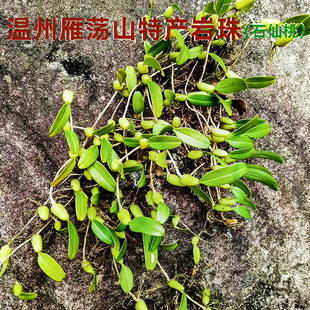 温州雁荡山纯天然岩珠单叶小果石橄榄新鲜石仙桃小叶小号煲炖汤