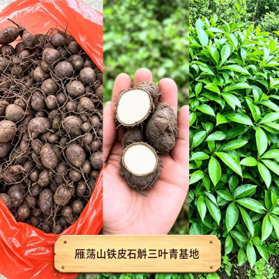 雁荡山三叶青新鲜现挖泡茶中药
