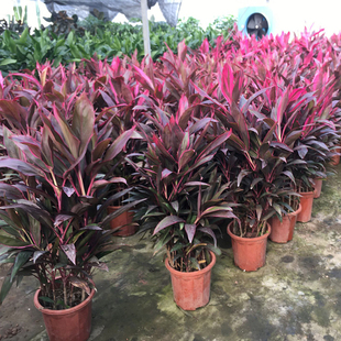 朱蕉植物盆栽红铁树红叶朱焦水培花卉室内花园绿植吸甲醛净化空气