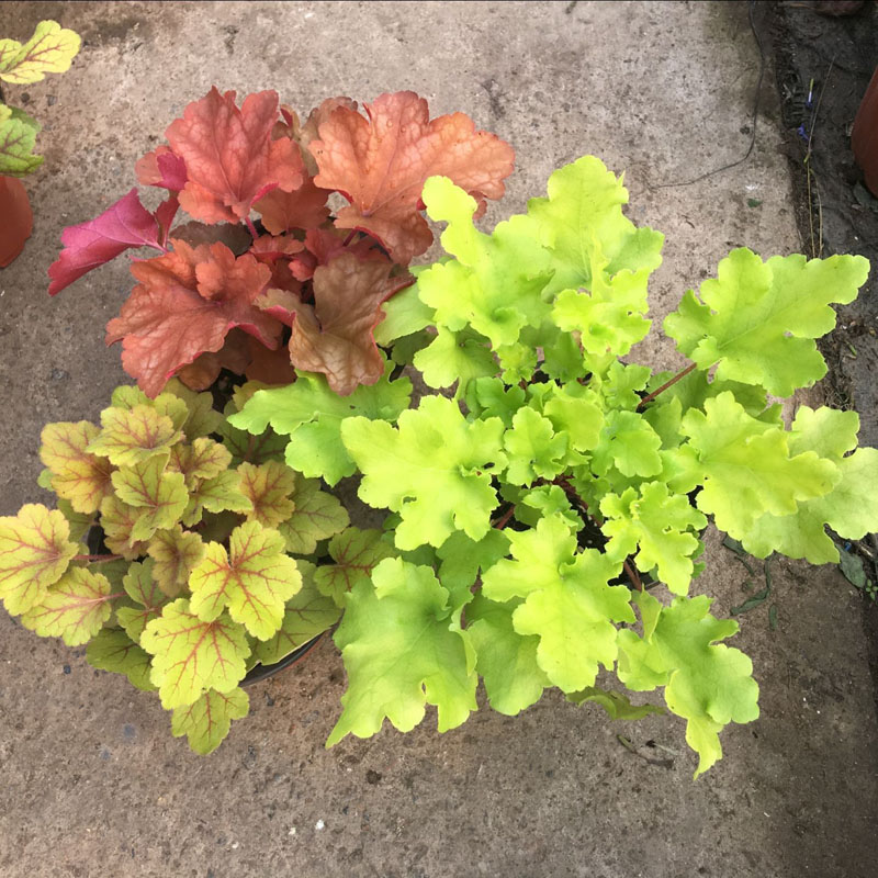 矾根植物盆栽大苗彩色观叶植物耐寒阳台庭院花卉四季组合多色包邮