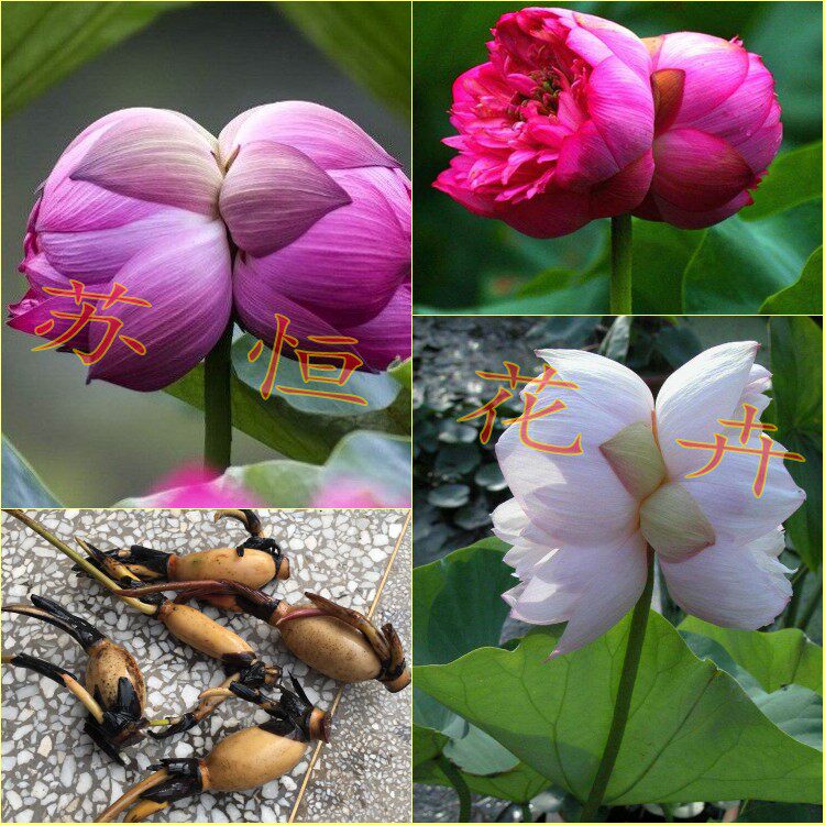 水生花卉荷花盆栽荷花种苗种藕高档荷花并蒂莲碗莲特价包邮