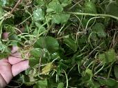 透明感 春木 痘印色素淡化 痘修复舒缓 头道饱和 积雪草纯露500ml