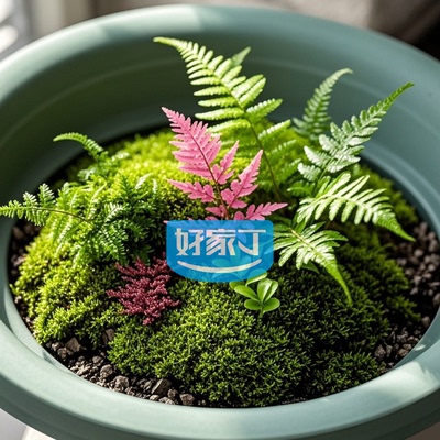 迷你附生蕨生态雨林缸水陆造景素材耐阴掌叶霹雳藤蔓攀爬植物套餐