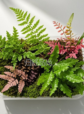 翠云草变色宝石蓝附生蕨类生态雨林缸水陆微景观造景素材藤蔓植物