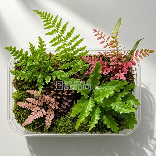 翠云草变色宝石蓝附生蕨类生态雨林缸水陆微景观造景素材藤蔓植物