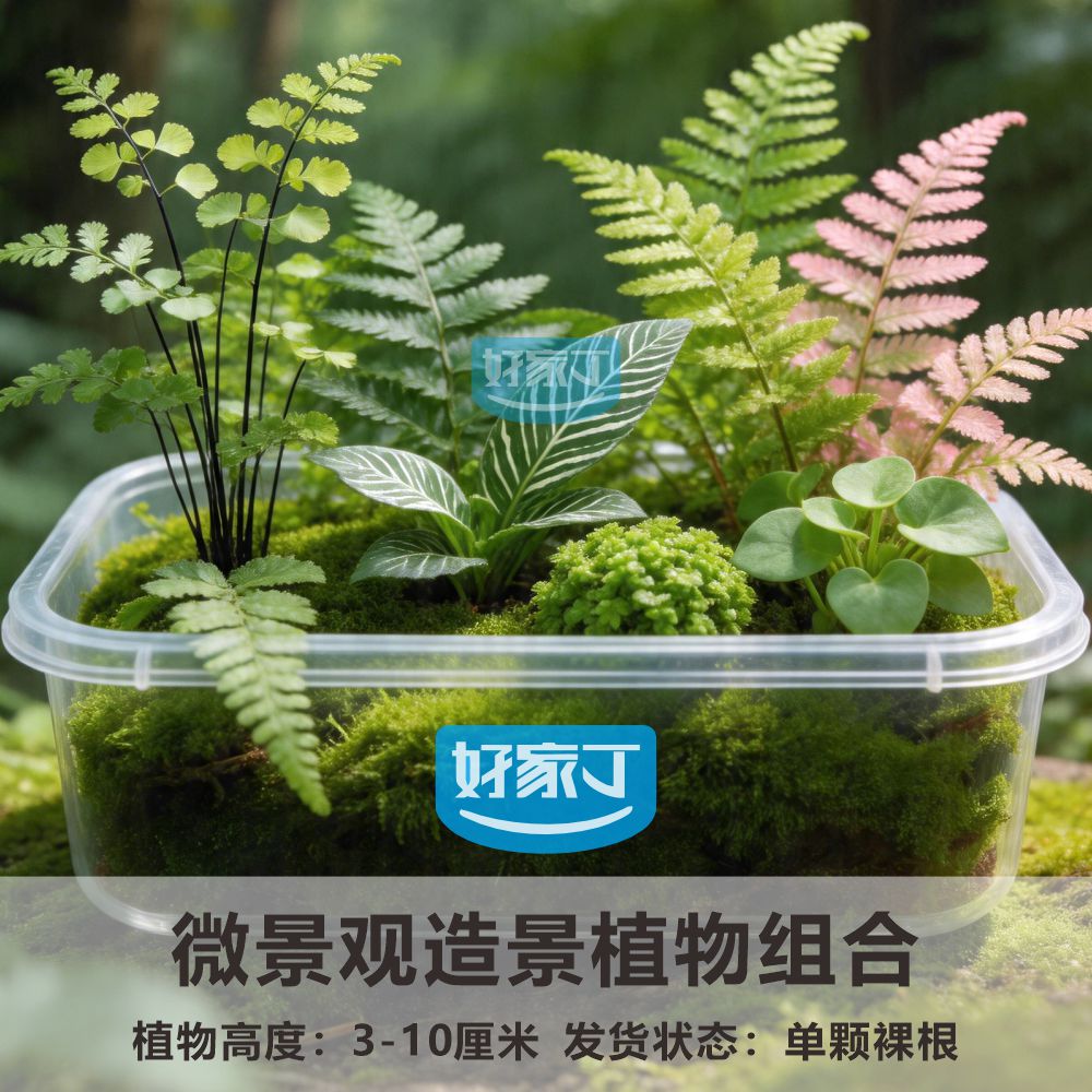 苔藓微景观小盆栽植物组合套餐 创意迷你植物手工种植diy造景材料