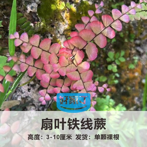 迷你附生蕨生态雨林缸水陆造景素材耐阴掌叶霹雳藤蔓攀爬植物套餐