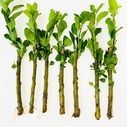 枸杞菜枸杞叶苗耐寒大叶枸杞菜老桩盆景煮汤枸杞苗食用素菜客厅阳