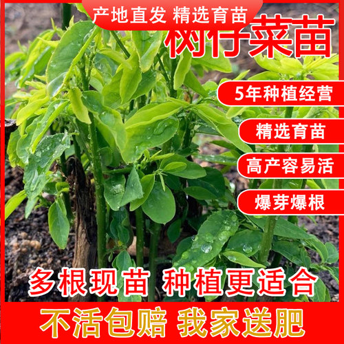 潮汕海南五指山野菜苗树仔菜苗