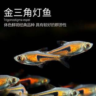 天明水族金三角灯鱼扯旗鱼正三角灯鱼活体群游小型热带鱼紫三角灯