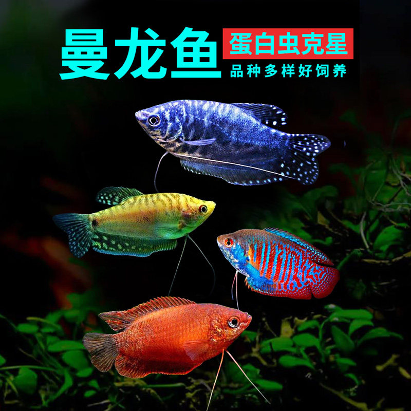 蓝黄曼龙鱼活体珍珠马甲球观赏鱼热带血丽丽鱼除涡虫蛋白虫工具鱼