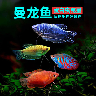 蓝黄曼龙鱼活体珍珠马甲球观赏鱼热带血丽丽鱼除涡虫蛋白虫工具鱼