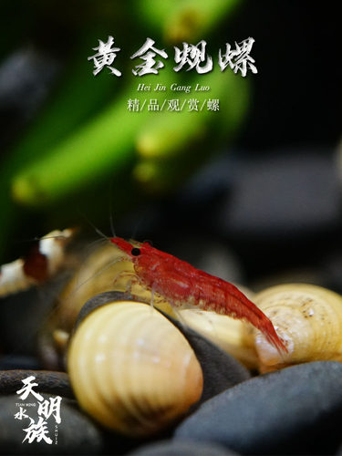 淡水贝价格 淡水贝图片 星期三