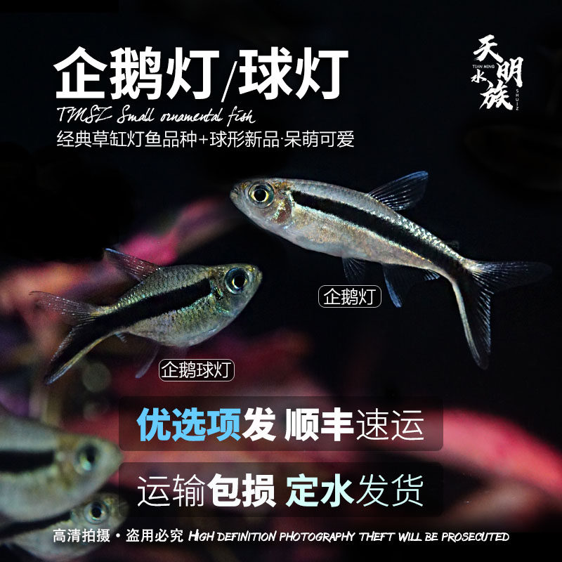 企鹅灯鱼拐棍灯企鹅球灯鱼热带观赏群游鱼小型新手入门淡水鱼活体