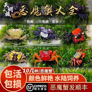 苏拉威西恶魔蟹活体淡水观赏蟹热带雨林水陆小螃蟹火焰小丑紫罗兰
