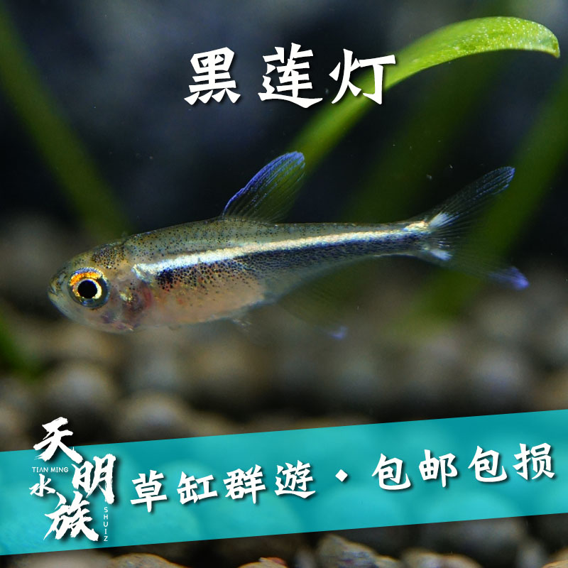 精品热带观赏鱼 黑莲灯鱼活体 黑灯管鱼草缸群游鱼宝莲满额包免邮