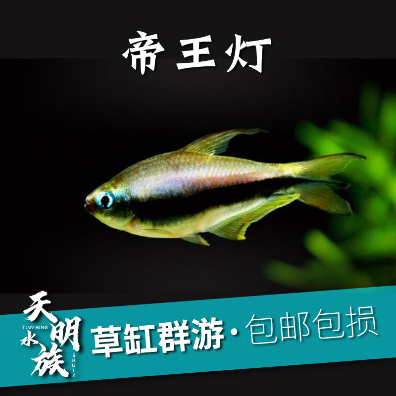 包邮热带观赏鱼 帝王灯鱼活体 黑帝王灯草缸群游鱼宝莲